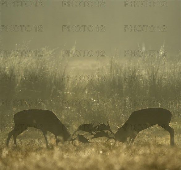 Fallow deer (Cervus dama), male, rutting, fighting, Hesse, Germany, Europe