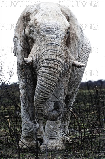 White African elephant (Loxodonta africana) in Etosha National Park, white from salt pan dust, animal, wild, free living, wilderness, safari, Namibia, South West Africa, Africa