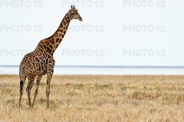 Angolan giraffe (Giraffa giraffa angolensis) in Etosha National Park, Giraffe, Single, Single animal, Steppe, Savannah, Namibia, Southwest Africa, Africa