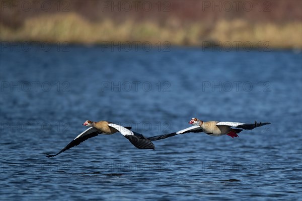 A pair of Nile geese flying over a lake, Lake Kemnader, Ruhr area, North Rhine-Westphalia, Germany, Europe