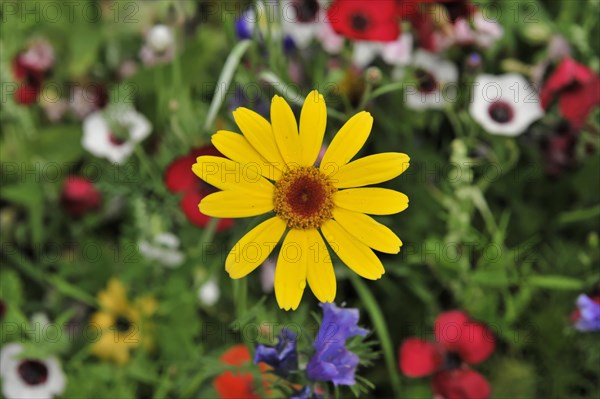 Colourful flower meadow, Schwaebisch Gmuend, Baden-Wuerttemberg, Germany, Europe