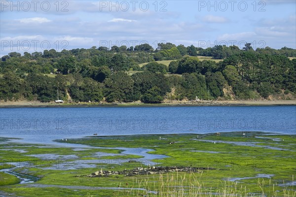 Greve de Tibidy at low tide, Hopital-Camfrout, Bay of Brest, Finistere Penn ar Bed, Bretagne Breizh, France, Europe