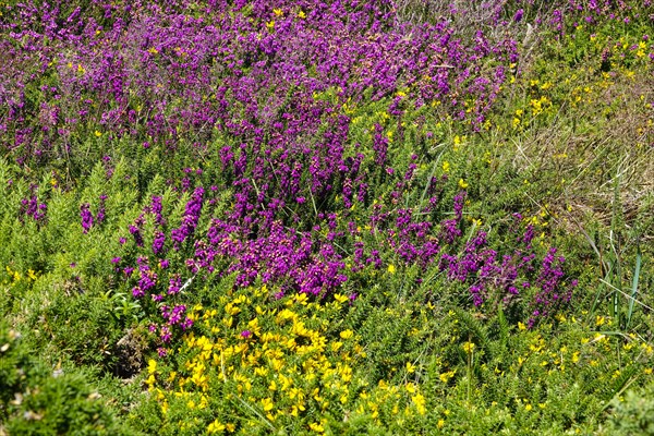 Heath landscape on the Cap de la Chevre, Crozon peninsula, Finistere department, Brittany region, France, Europe