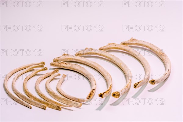 Cleaned rib bones from dead animal isolated on white background