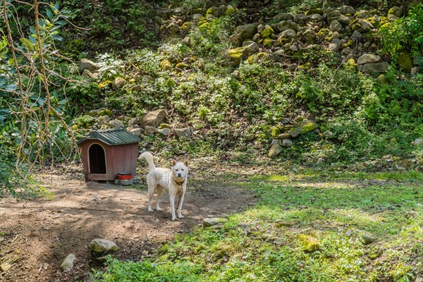 Chained white dog standing in front of doghouse with hillside in background