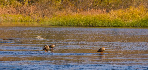 Four spot-billed ducks in shallow water in a flowing river with grass on shore in background