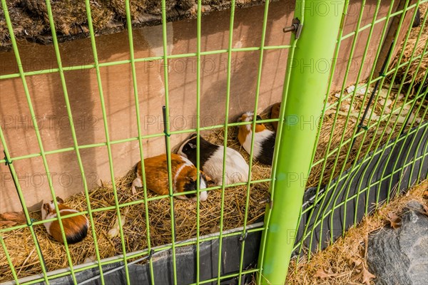 Guinea pigs laying on dry straw behind green wire fence at public urban park