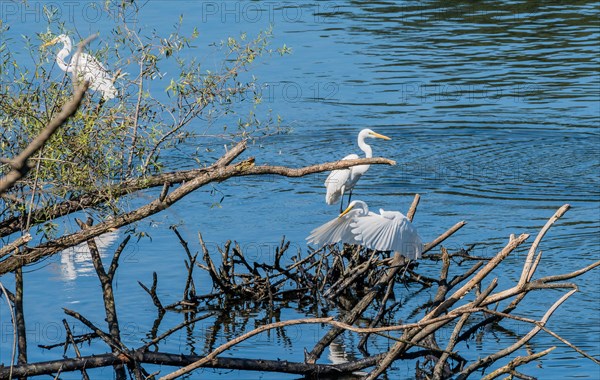 Three great white egrets sharing a pile of drift wood in a lake of blue water
