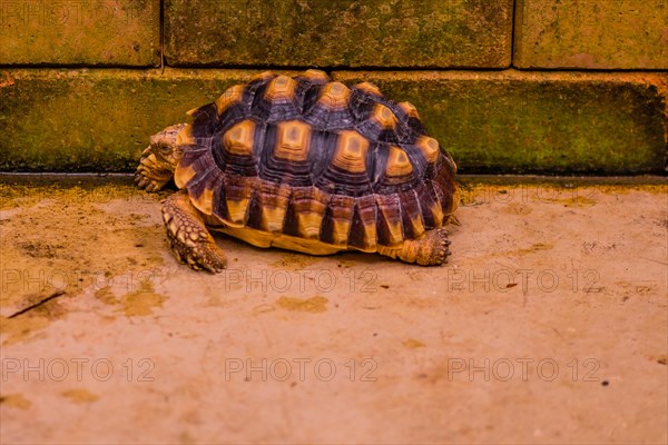 African Spur Thigh Tortoise resting next to brick wall in concrete holding pen