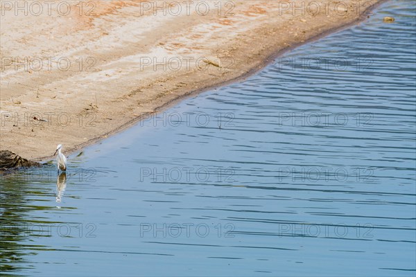 Snowy Egret hunting for food in shallow water near the shore of a lake