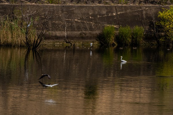 Cormorant and egret flying above river in front of concrete wall and river foliage
