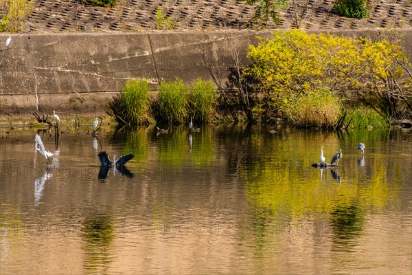 Gray heron lands in water as egret flies away while other egrets and heron perch near shore