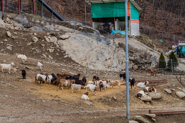 Herd of goats grassing in farmyard with buildings in background