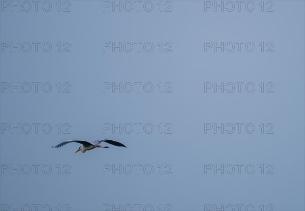 Gray heron flying in the sky with wings fulling extended