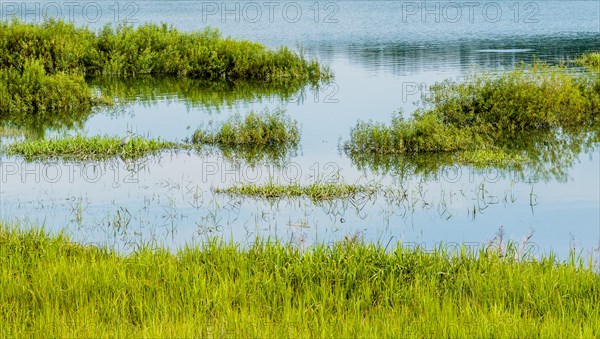 Landscape of a lake with a blue heron standing in tall reeds