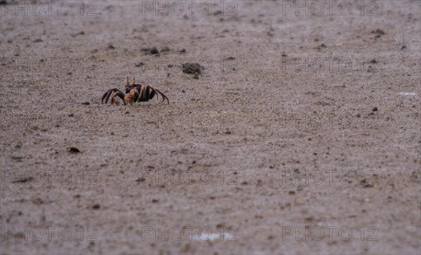 Closeup of a small sand crab walking on a muddy sandbar