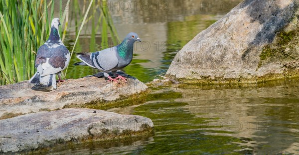 Two beautiful rock pigeon standing on large boulder next to a small pond
