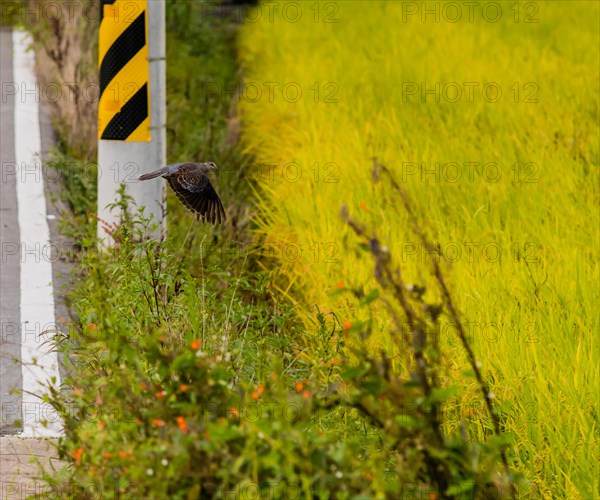 Lone turtle dove in flight above paved roadway next to grassy