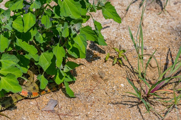 Green garter snake with red and black markings under plant in garden