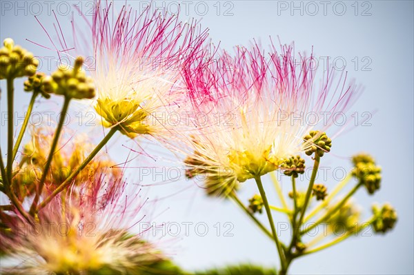 Blossoms of a bastard tamarind (Albizia julibrissin), Capoliveri, Elba, Tuscan Archipelago, Tuscany, Italy, Europe