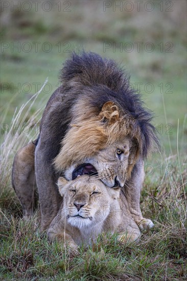 Lion (Panthera leo) Masai Mara Kenya