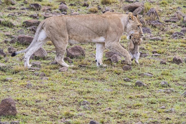 Lion (Panthera leo) Masai Mara Kenya