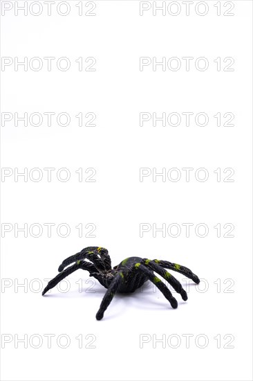 A black plastic spider on isolated background, Top view of a plastic spider on white background