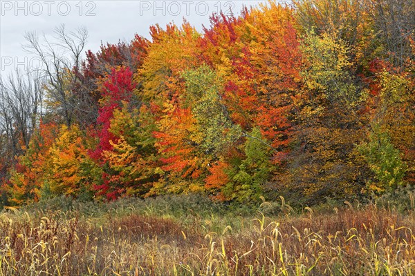 Forest with colourful leafs in autumn, Quebec of Province, Canada, North America
