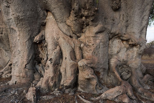Giant tree trunk of african baobab (Adansonia digitata), baobab tree, deciduous tree, plant, flora, botany, striking, bark, shape, wood, nature, Namibia, Africa