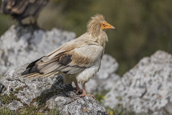 Egyptian Vulture (Neophron percnopterus), Castile-Leon Province, Picos de Europa, Spain, Europe