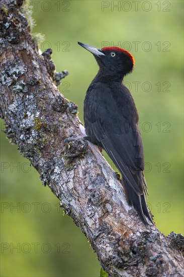 Black woodpecker (Dryocopus martius), male, on a branch, Castile-Leon province, Spain, Europe