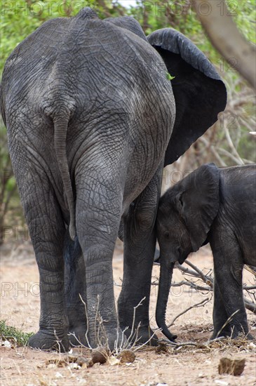 Small African elephant (Loxodonta africana), seeks protection from mother, family, confidence, trust, emotion, love, mother's love, Botswana, Africa