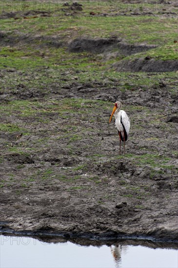 Yellow-billed stork (Mycteria ibis), bird, wild, free-living, waiting, waiting, safari, tourism, on the riverbank in Chobe National Park, Botswana, Africa