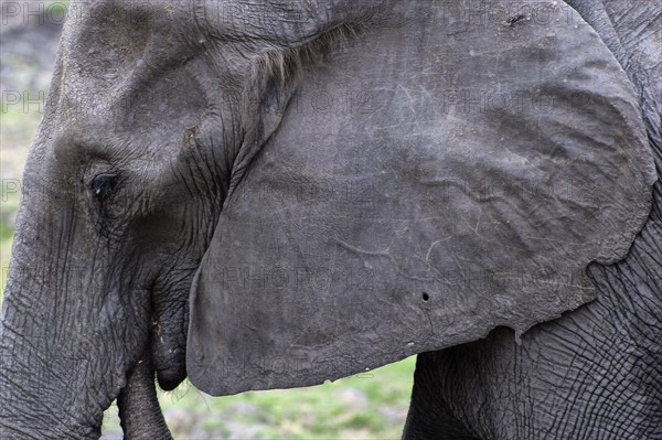 Eating elephant (Loxodonta africana), eating, food, nutrition, close-up, head, head portrait, trunk, safari, Chobe National Park, Botswana, Africa