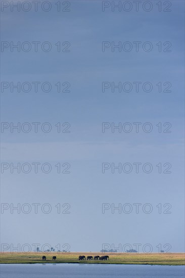 Elephant herd (Loxodonta africana), elephant, landscape, sky, blue sky, wildlife, riverbank, safari, travel, tourism, Chobe National Park, Botswana, Africa