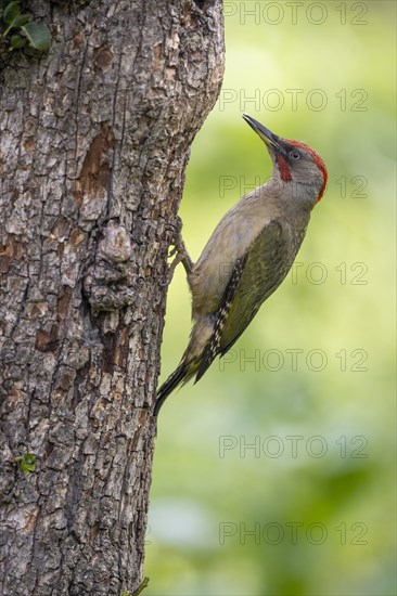 Iberian green woodpecker (Picus viridis sharpei) (Picus sharpei), male, on the trunk, Castile-Leon province, Spain, Europe