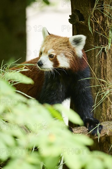 Red panda (Ailurus fulgens) walking on a tree, Germany, Europe