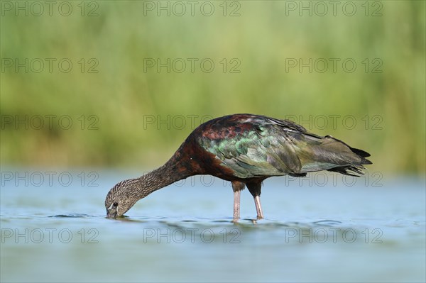 Glossy ibis (Plegadis falcinellus) walking in the water, hunting, Parc Naturel Regional de Camargue, France, Europe