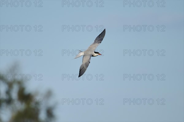 Elegant tern (Thalasseus elegans) flying in the sky, Parc Naturel Regional de Camargue, France, Europe