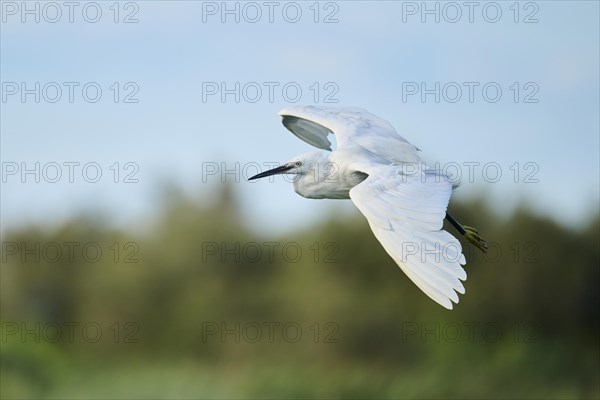 Little egret (Egretta garzetta) flying, Parc Naturel Regional de Camargue, France, Europe