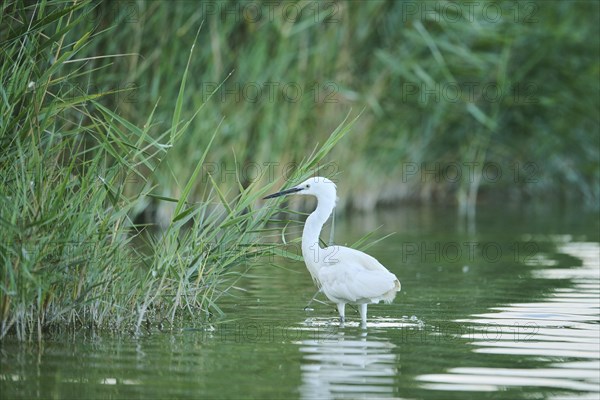 Little egret (Egretta garzetta) walking at the edge of the water, hunting, Parc Naturel Regional de Camargue, France, Europe