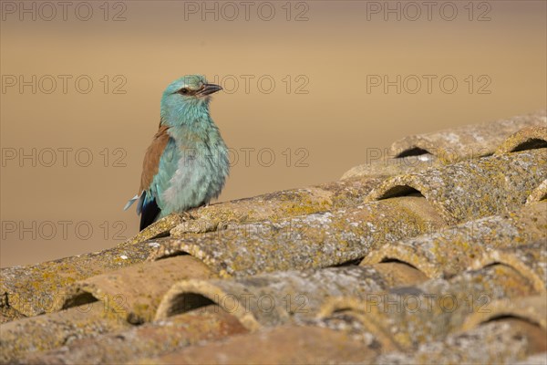 European Roller (Coracias garrulus), on an old roof, Castilla-La Mancha, Spain, Europe