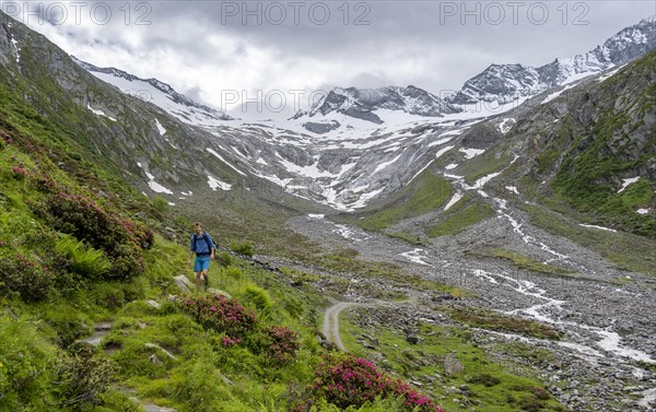 Mountaineers on a hiking trail between blooming alpine roses, view of the Schlegeisgrund valley, glaciated mountain peaks Hoher Weiszint and Dosso Largo with Schlegeiskees glacier, Berliner Hoehenweg, Zillertal, Tyrol, Austria, Europe