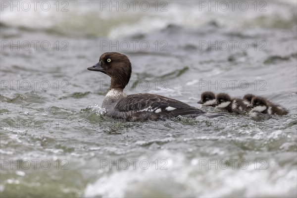 Barrow's goldeneye (Bucephala islandica), female with chicks, young birds, Laxa River, Lake Myvatn, Iceland, Europe