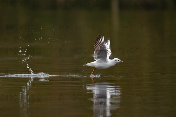 A Black-headed Black-headed Gull at take-off, Lake Kemnader, Ruhr area, North Rhine-Westphalia, Germany, Europe