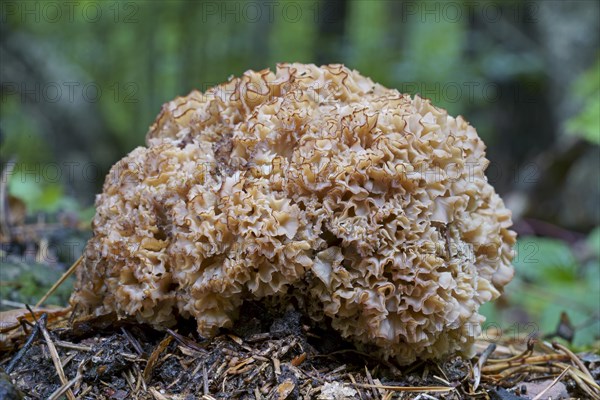 Wood cauliflower fungus (Wood Cauliflower crispa), Hesse, Germany, Europe