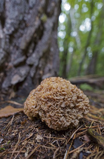 Wood cauliflower fungus (Wood Cauliflower crispa), Hesse, Germany, Europe
