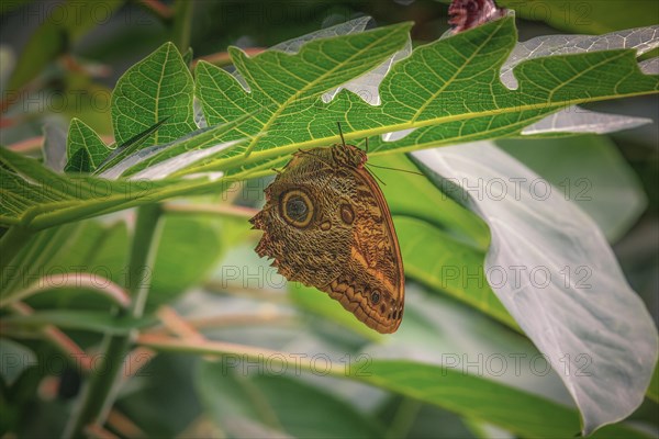 A butterfly with an eye pattern on the underside of its wings rests on a leaf, Krefeld Zoo, Krefeld, North Rhine-Westphalia, Germany, Europe