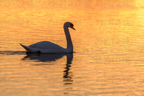 Mute swan (Cygnus olor) silhouette in the water at sunset. Bas-Rhin, Alsace, Grand Est, France, Europe