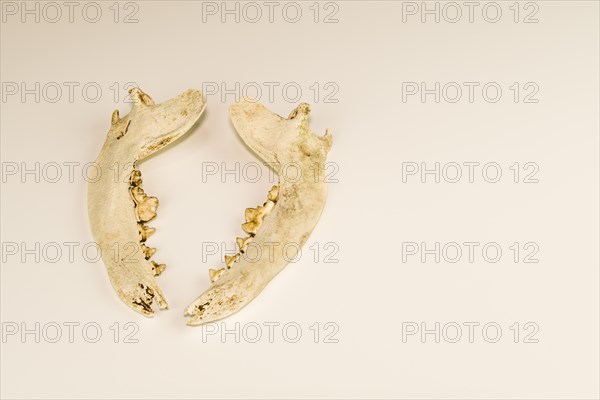 Jaw bones of dead animal with teeth intact isolated on white background